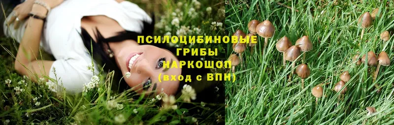 Галлюциногенные грибы Psilocybe  где купить наркотик  Кировск 